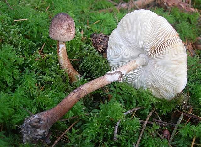 Prima  dell�era  glaciale